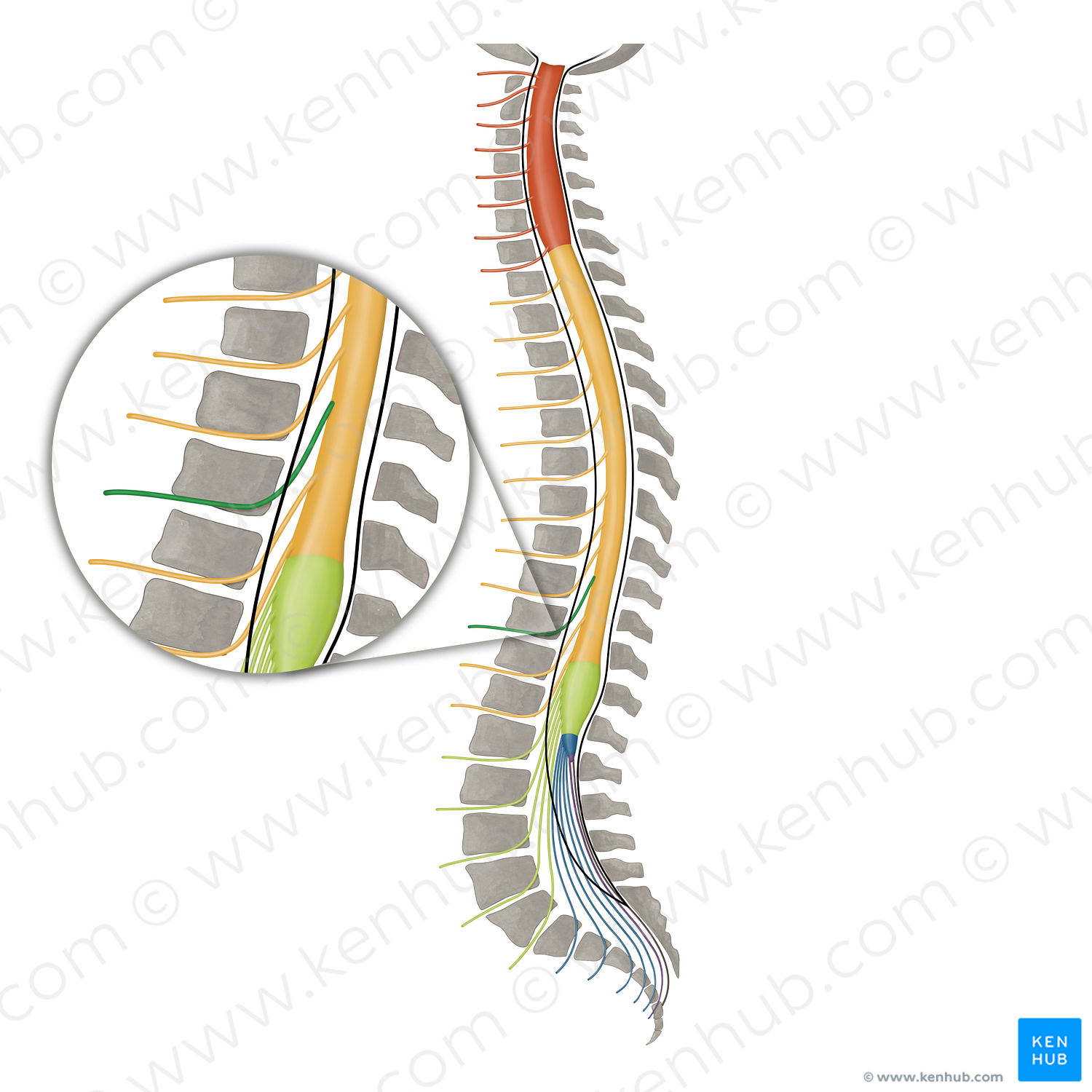 Spinal nerve T10 (#16156)