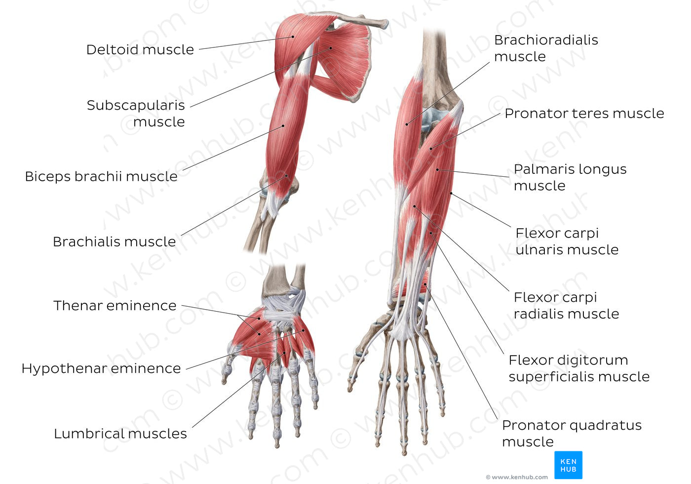 Main muscles of the upper limb - anterior (English)