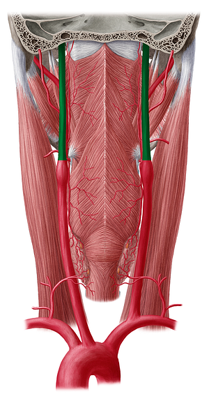 Internal carotid artery (#971)