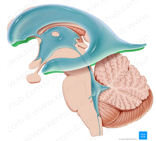 Right lateral ventricle (#10714)