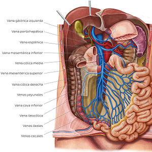 Veins of the small intestine (Spanish)