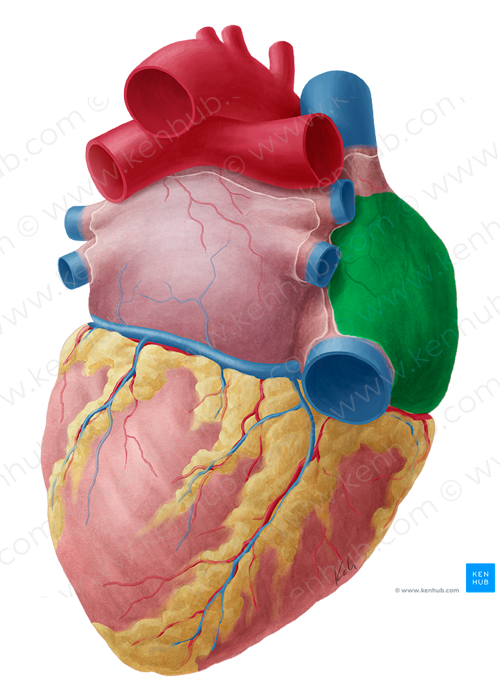 Right atrium of heart (#2105)
