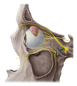 Maxillary nerve (#6559)