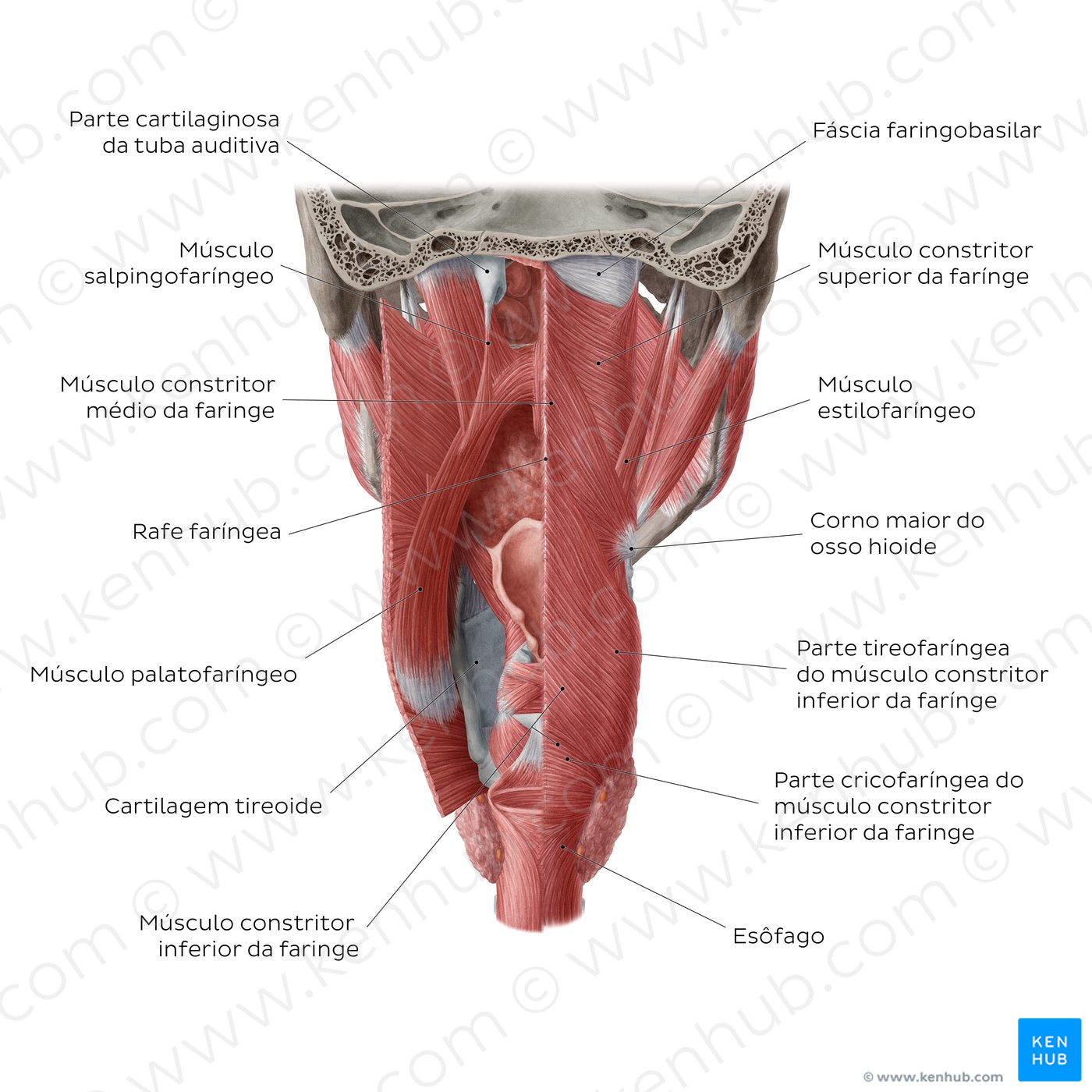 Muscles of the pharynx (Portuguese)