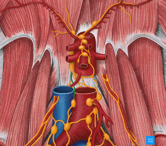 Right lumbar lymphatic trunk (#9621)