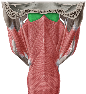 Pharyngobasilar fascia (#3585)