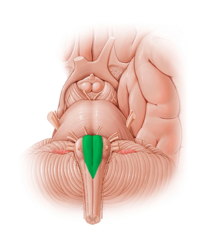 Pyramid of medulla oblongata (#12805)