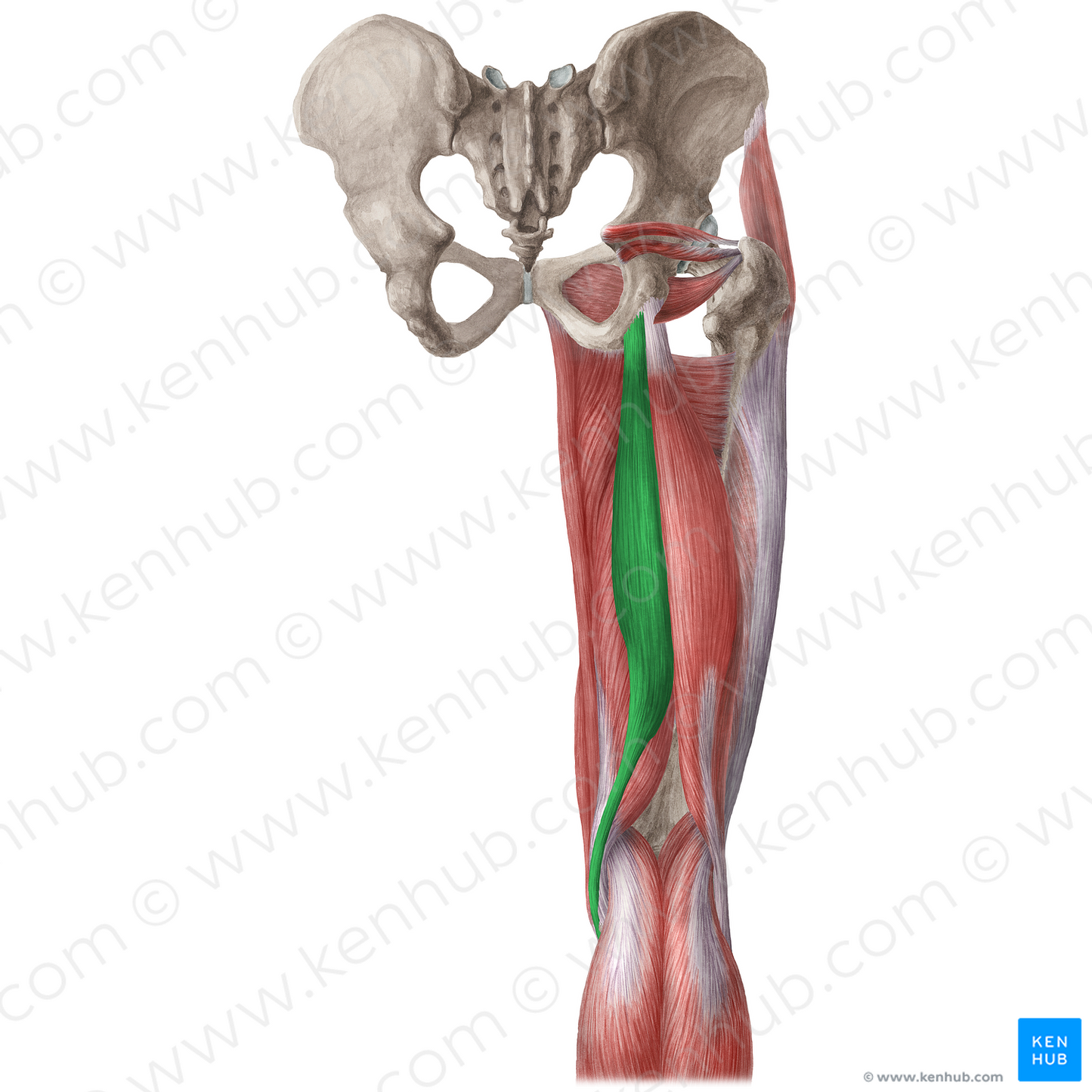 Semitendinosus muscle (#5937)
