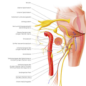 Glossopharyngeal nerve (origin and proximal branches) (German)