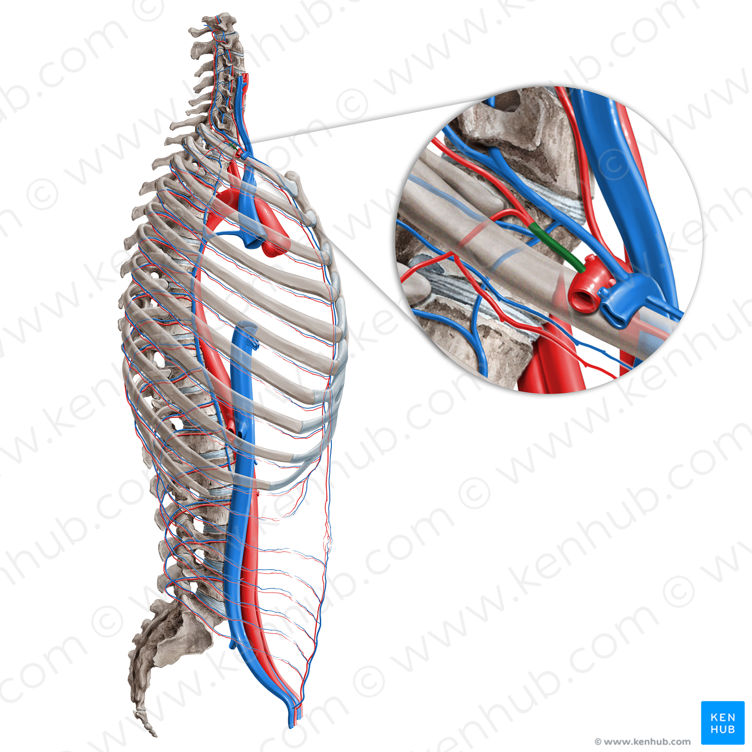 Costocervical trunk (#9617)