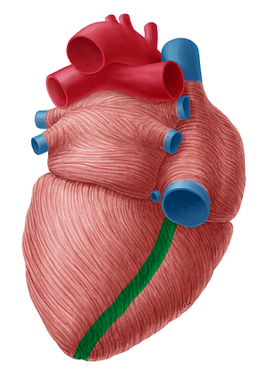 Inferior interventricular sulcus (#9270)