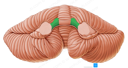 Superior cerebellar peduncle (#7834)