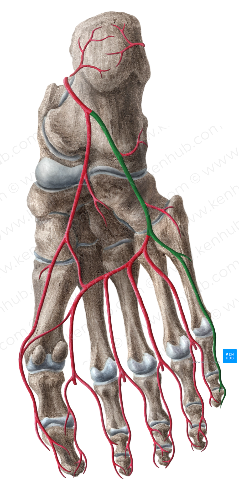 Lateral plantar artery (#1632)