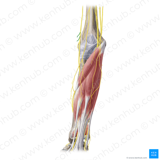 Muscular branches of radial nerve (#20358)