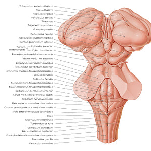 Surface anatomy of the brainstem (Latin)