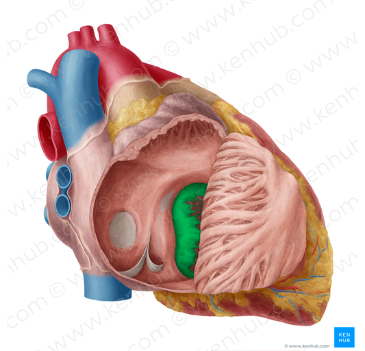 Right atrioventricular valve (#9899)