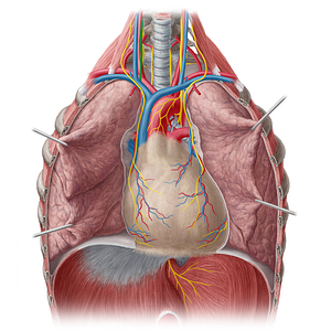 Right vagus nerve (#6887)