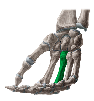 3rd metacarpal bone (#7417)