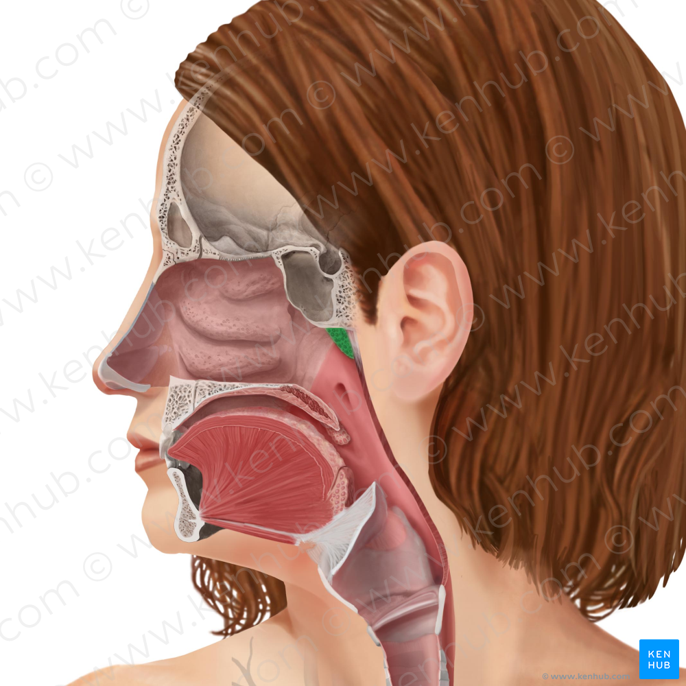 Pharyngeal tonsil (#9484)