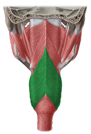 Thyropharyngeal part of inferior pharyngeal constrictor muscle (#7809)