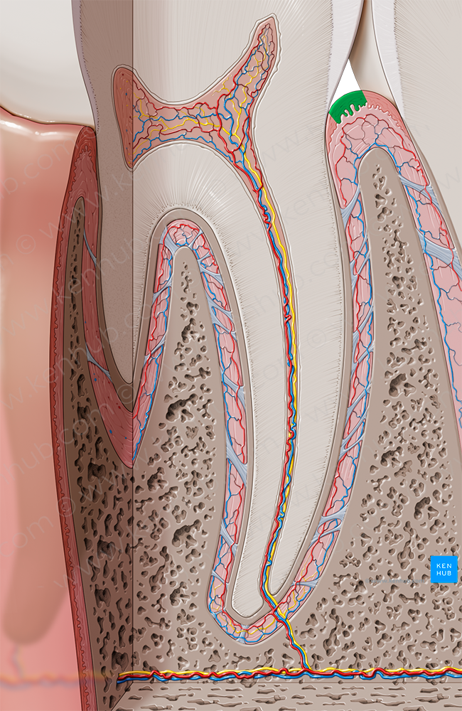 Marginal gingiva (#7730)