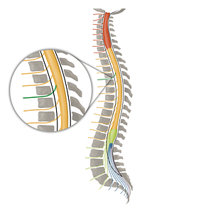 Spinal nerve T4 (#16150)