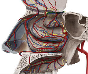 Posterior ethmoidal artery (#1231)