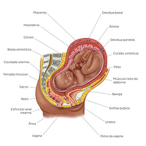 Fetus in utero (Portuguese)