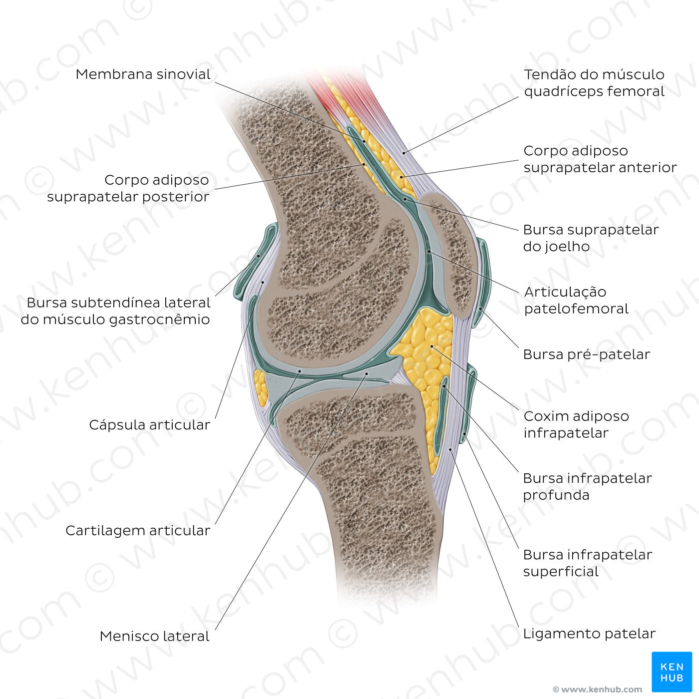 Knee joint - sagittal (Portuguese)