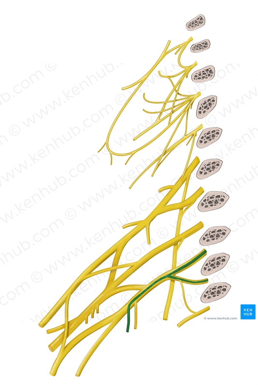 Medial antebrachial cutaneous nerve (#6363)