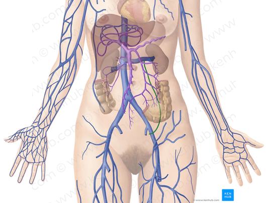 Ovarian vein (#10451)