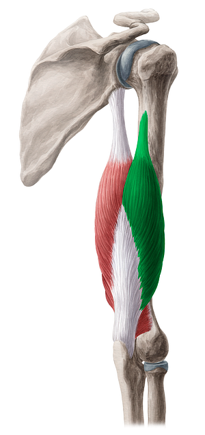 Lateral head of triceps brachii muscle (#2399)