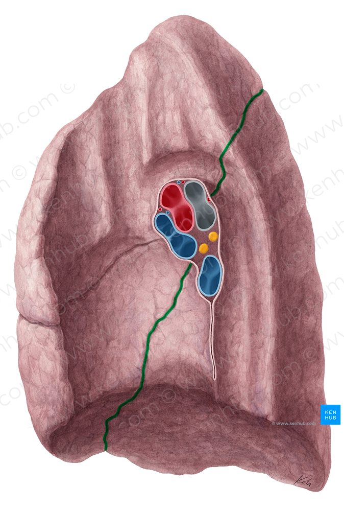 Oblique fissure of right lung (#3666)