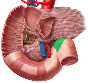 Duodenojejunal flexure (#3708)