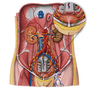 Paravesical lymph nodes (#20145)