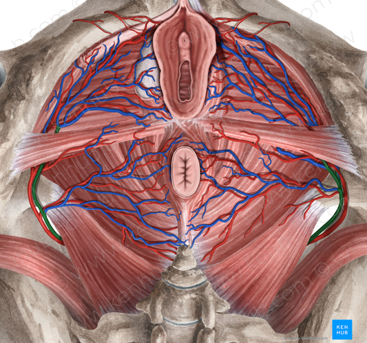 Internal pudendal vein (#10499)