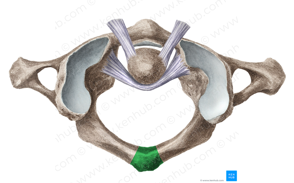 Posterior tubercle of atlas (#9750)