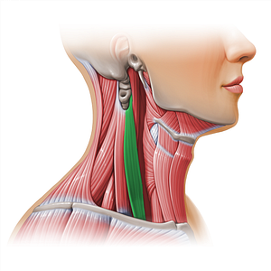 Scalenus anterior muscle (#11131)