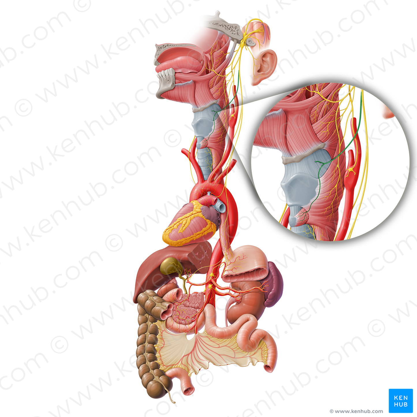 Superior laryngeal nerve (#6530)