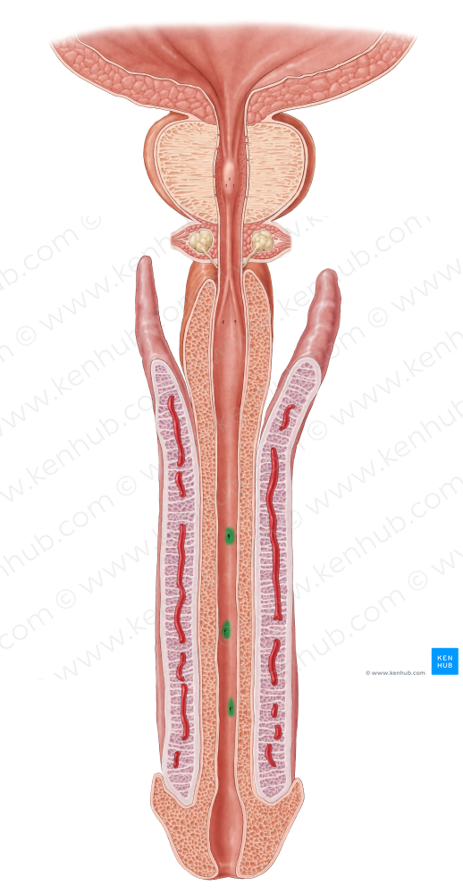 Urethral lacunae (#4366)