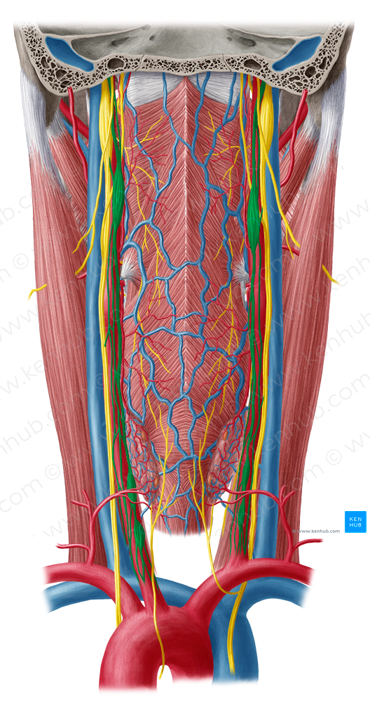 Sympathetic trunk (#9643)