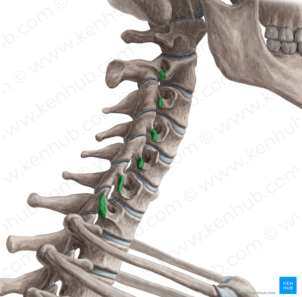 Posterior tubercles of transverse processes C2-C7 (#9698)