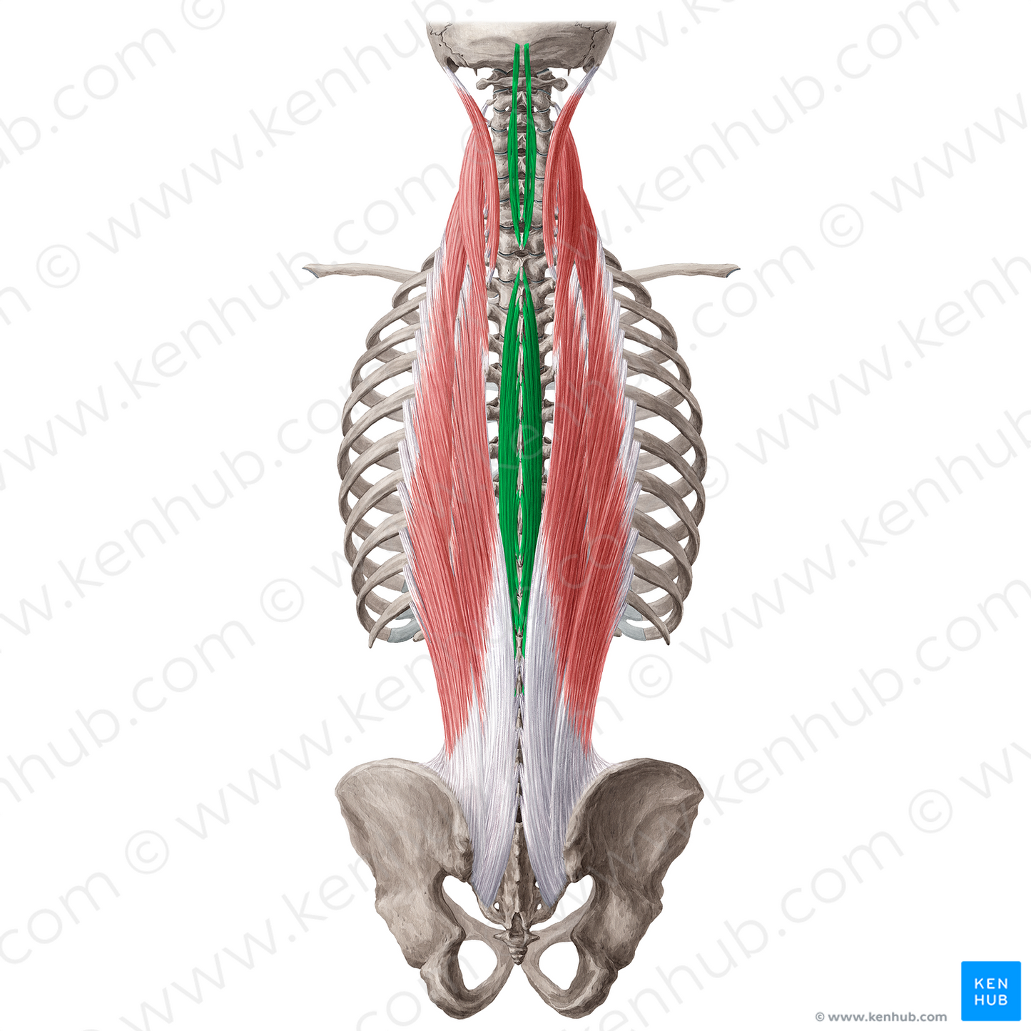Spinalis muscle (#18999)