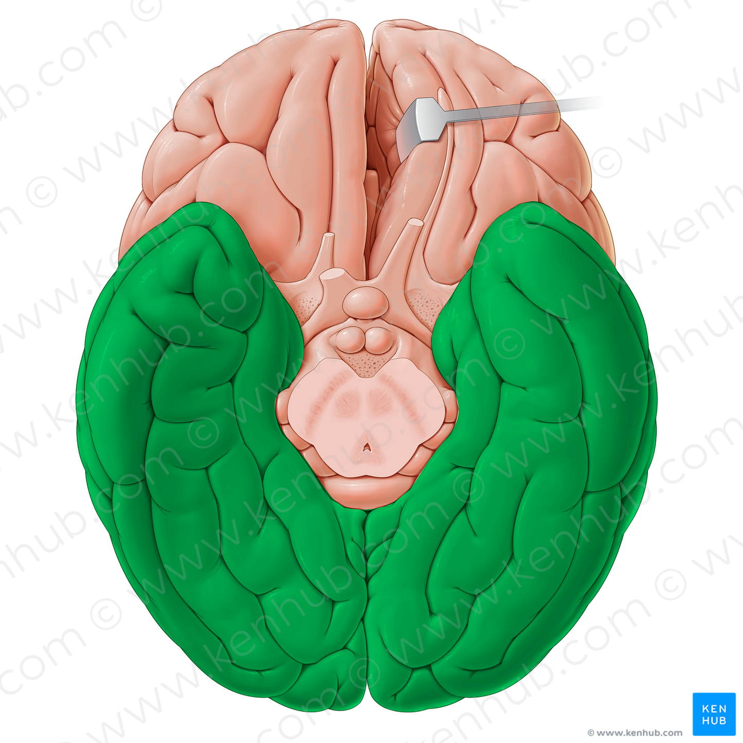 Posterior part of inferior surface of cerebrum (#20643)