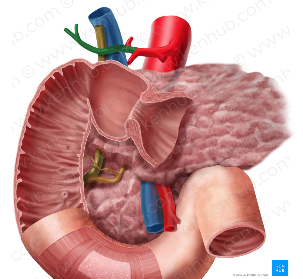 Proper hepatic artery (#1357)