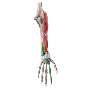 Extensor indicis muscle (#20072)