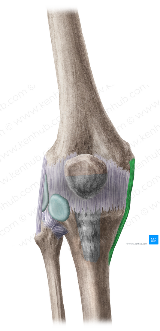 Tibial collateral ligament of knee joint (#4497)