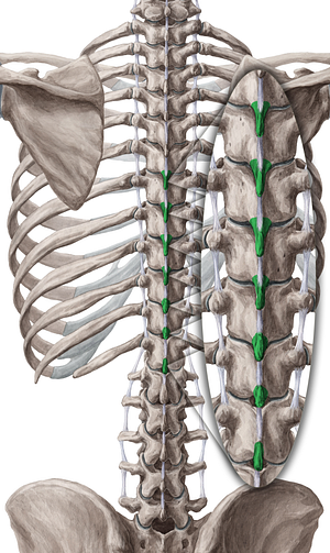 Spinous processes of vertebrae T6-T12 (#8281)