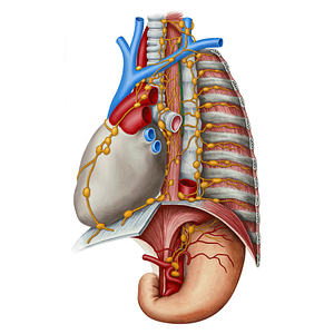 Thoracic duct (#3351)