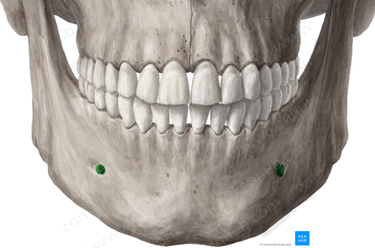 Mental foramen of mandible (#3773)